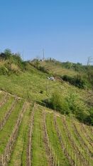 scandola 3